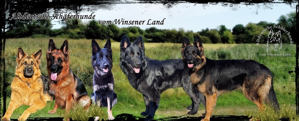 Ellenbogendysplasie - ED - altdeutsche-schferhunde-vom-winsener-land.eu/index.html